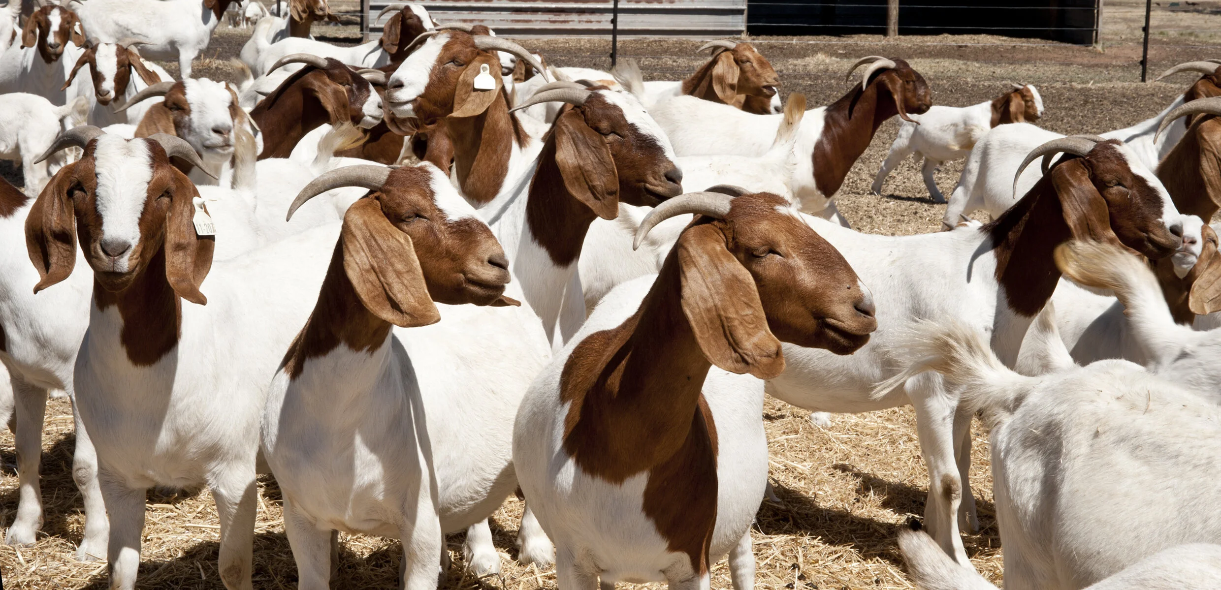 Healthy goats at Golden Pasture Agro